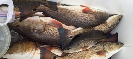 About the Fish About the Fish