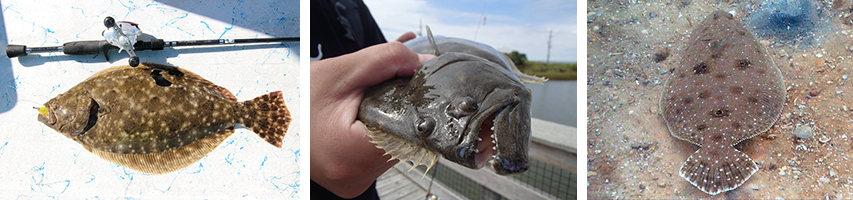 Louisiana Flounder