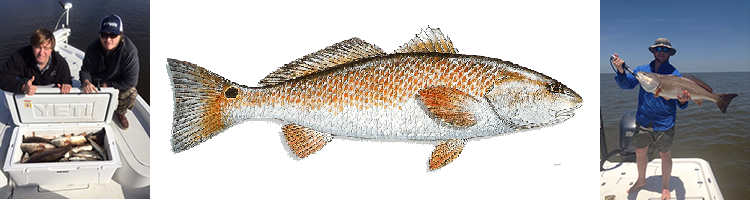 The Joy of Fishing for Reds in South Louisiana