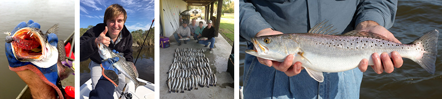 Louisiana Speckled Trout
