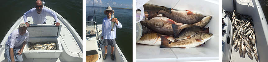 Louisiana Gulf Coast Fish Louisiana Gulf Coast Fish